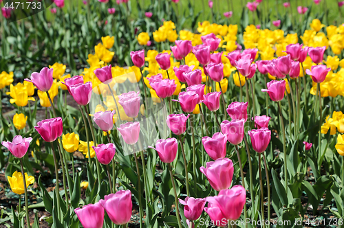 Image of Beautiful bright colorful tulips