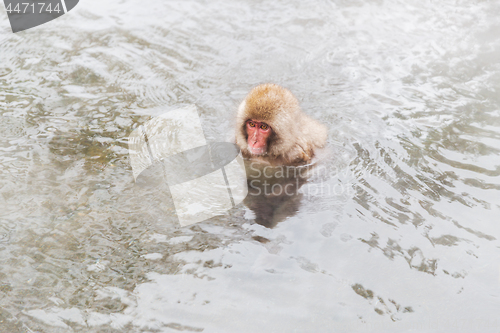 Image of japanese macaque or snow monkey in hot spring