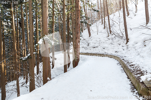 Image of snow path in winter forest, japan