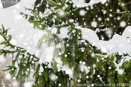 Image of fir branch and snow in winter forest