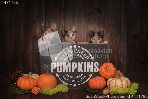 Image of Thankgiving Kittens in Pumpkin Themed Setting