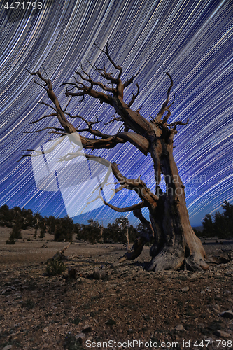 Image of Bristlecone Pine Tree in the Forest
