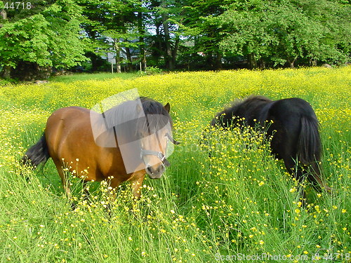 Image of Horses