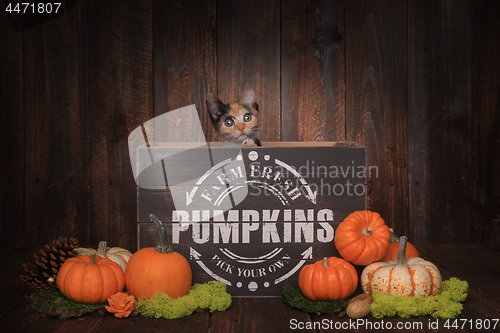 Image of Thankgiving Kittens in Pumpkin Themed Setting