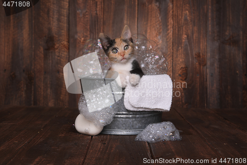 Image of Kittens in Washtub Getting Groomed By Bubble Bath