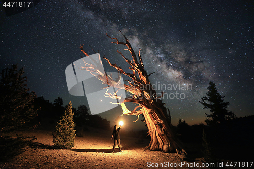 Image of Bristlecone Pine Tree in the Forest