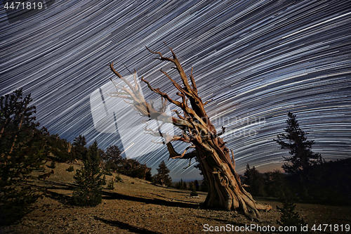 Image of Bristlecone Pine Tree in the Forest