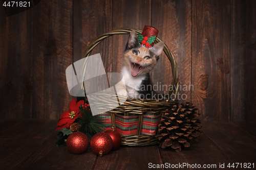 Image of Christmas Themed Calico Kitten Set on Wooden Background