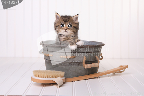 Image of Kittens in Washtub Getting Groomed By Bubble Bath