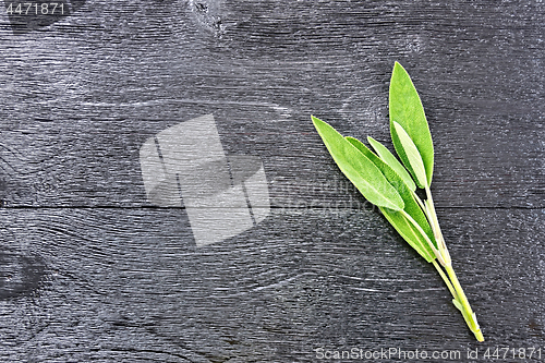 Image of Sage leaves on black board