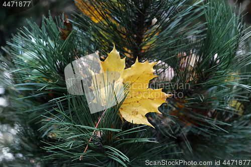 Image of Bright yellow leaf of maple stuck in coniferous tree branches