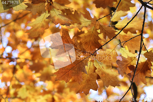 Image of Beautiful autumn branch 