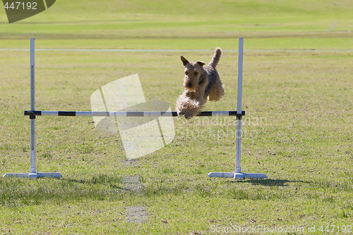 Image of Dog Trials