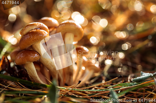 Image of Armillaria Mushrooms of honey agaric In a Sunny forest in the ra