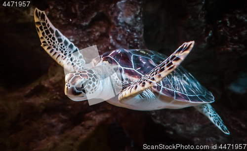 Image of Sea turtle swims under water