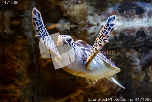 Image of Sea turtle swims under water