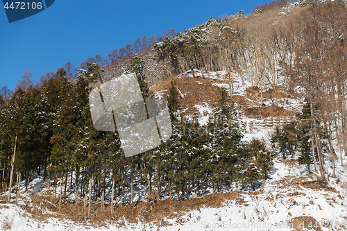 Image of winter forest in japan