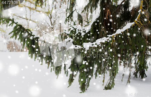 Image of fir branch and snow in winter forest