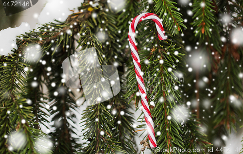 Image of candy cane christmas toy on fir tree branch