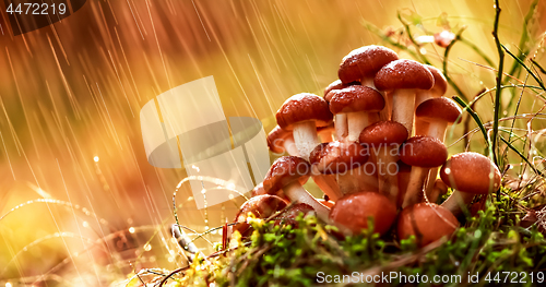 Image of Armillaria Mushrooms of honey agaric In a Sunny forest in the ra