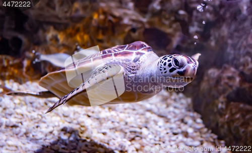 Image of Sea turtle swims under water