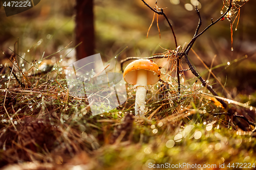 Image of Amanita muscaria, Fly agaric Mushroom In a Sunny forest in the r