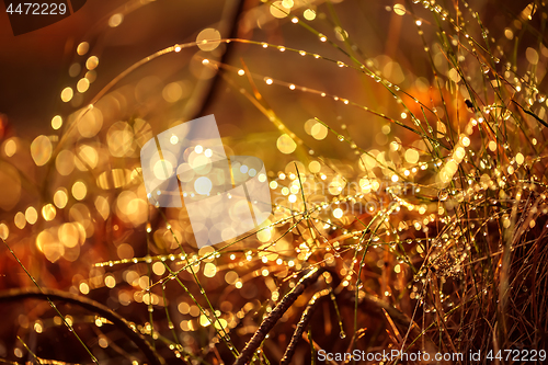 Image of Abstract Blurred background of summer rain in Sunny forest close