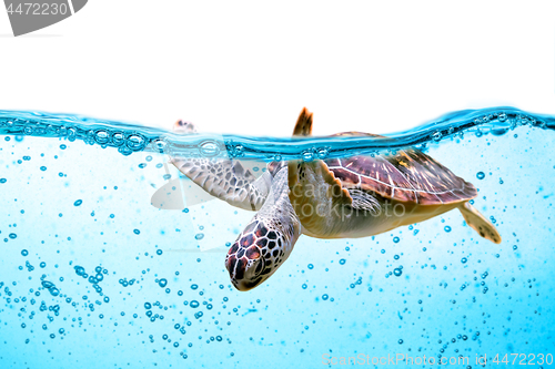 Image of Sea turtle swims under water isolated on white