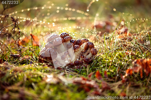 Image of Armillaria Mushrooms of honey agaric In a Sunny forest in the ra