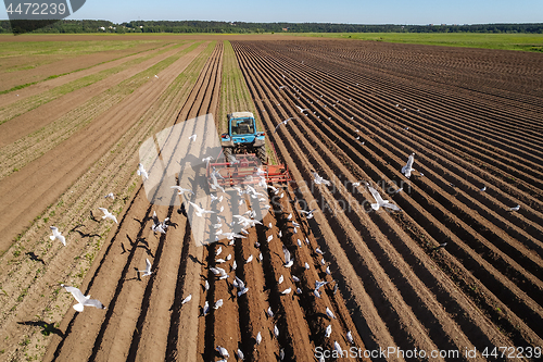 Image of Agricultural work on a tractor farmer sows grain. Hungry birds a