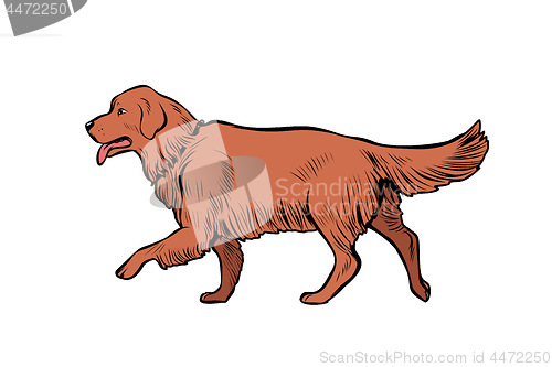 Image of Golden Retriever dog