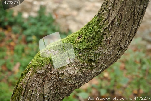 Image of Tree Trunk Closeup