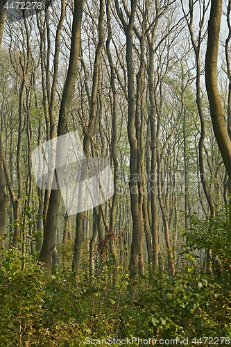 Image of Trees in a swampy land