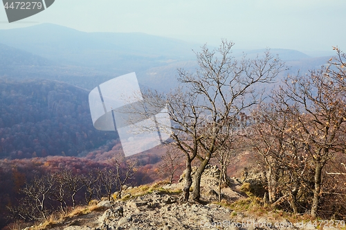 Image of Hilly landscape with autumn trees