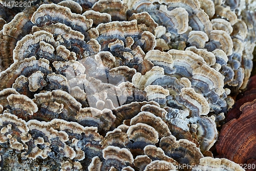 Image of Tree Trunk with Mushrooms