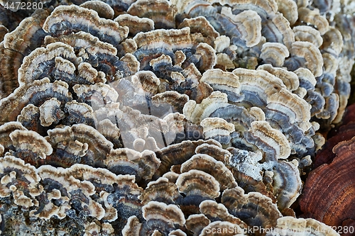 Image of Tree Trunk with Mushrooms