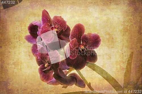 Image of Vintage Orchid