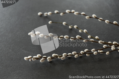 Image of pussy willow branches on stone background