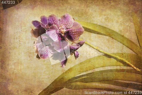 Image of Vintage Orchid.