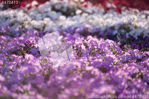 Image of Dubai miracle garden