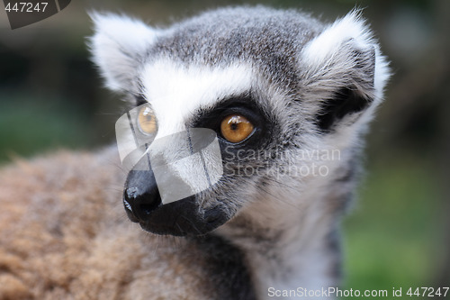 Image of lemur monkey