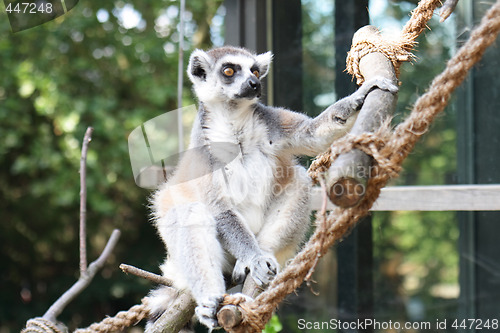 Image of lemur monkey