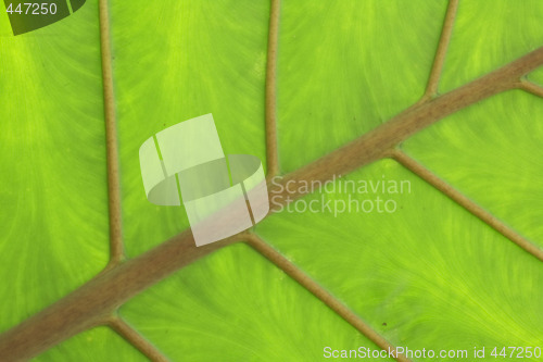Image of green texture