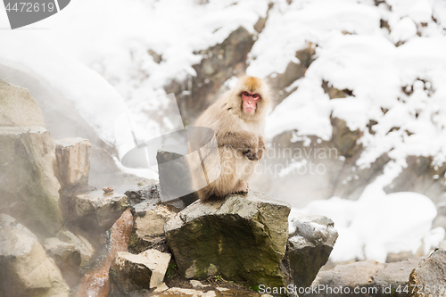 Image of japanese macaques or snow monkeys at hot spring