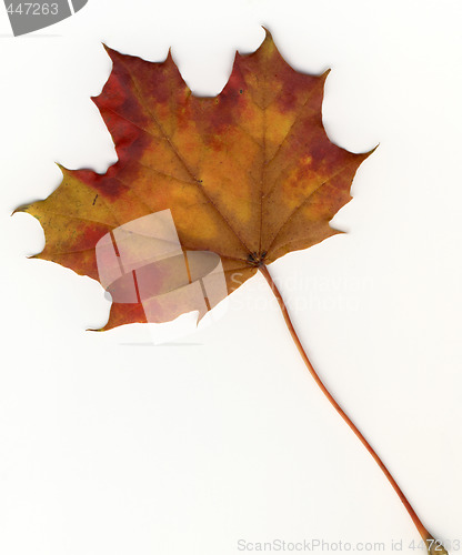 Image of autumnal leaf