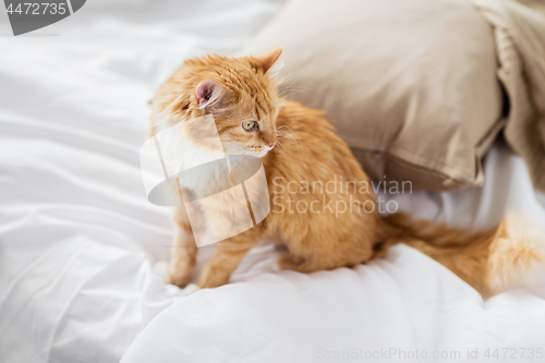 Image of red tabby cat at home in bed