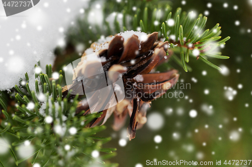 Image of fir branch with snow and cone in winter forest