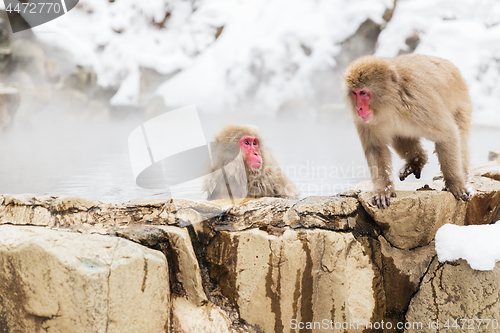 Image of japanese macaques or snow monkeys in hot spring