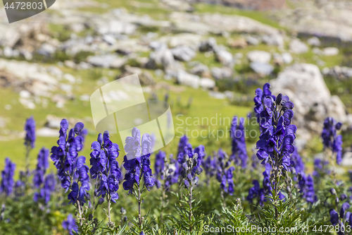 Image of High Altitude Wildflowers