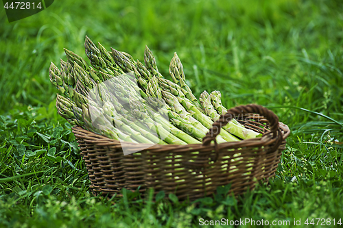 Image of Asparagus